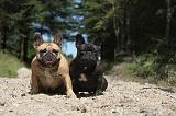 BOULEDOGUE FRANCAIS 063
